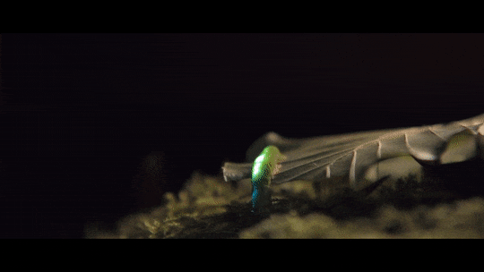 63e36053813e4.gif